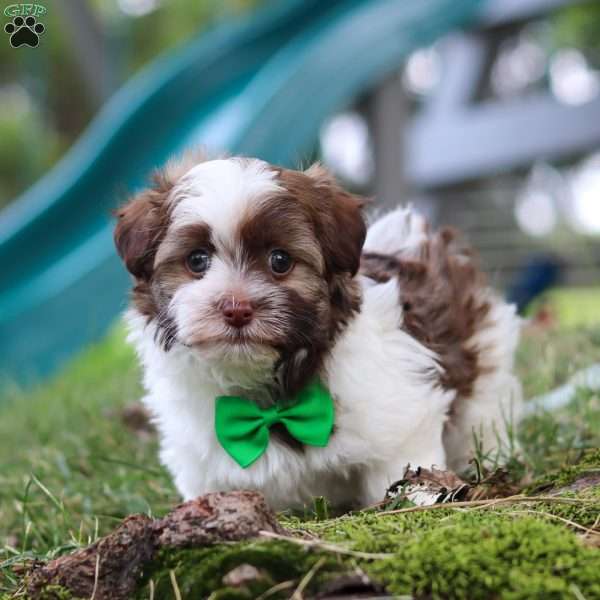 Alex, Havanese Puppy